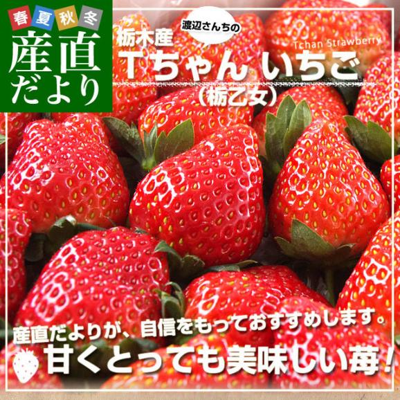 栃木県より産地直送 渡辺さんちのTちゃんいちご(栃乙女) 600g (不揃い：14粒から21粒) 苺 いちご イチゴ ストロベリー 送料無料 ※クール便発送02