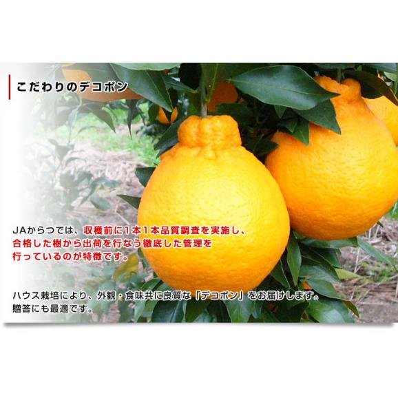 佐賀県産JAからつ デコポン 3.5キロ化粧箱（8玉から12玉入り