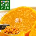 年末緊急スポット 愛媛県産 JAにしうわ 日の丸みかん 千両 Ｌサイズ 約５キロ（40玉前後） 蜜柑 みかん ミカン お歳暮 御歳暮
