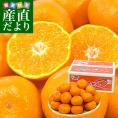  長崎県より産地直送 JA長崎せいひ 長崎みかん 　青島温州　２Lサイズ 　約5キロ(30玉から40玉前後) 送料無料 ミカン 蜜柑  西彼 大西海 伊木力