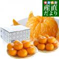 佐賀県産 JAからつ はまさき 小玉 SSサイズ 2.5キロ (20から25玉前後) 送料無料 唐津 浜崎