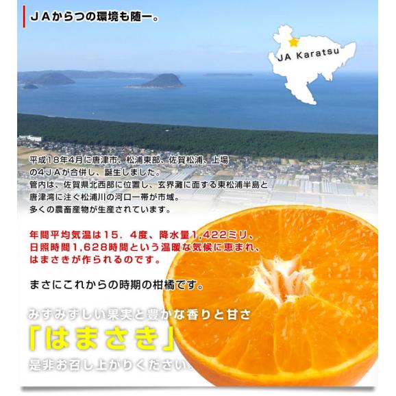 佐賀県より産地直送 JAからつ はまさき 小玉 SSサイズ 2.5キロ (20から25玉前後) 送料無料 唐津 浜崎06