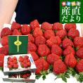 福岡県より産地直送 JAくるめ あまおうG 1キロ以上 約1080g（270g×4入り）計24粒から48粒 送料無料 苺 いちご あまおう イチゴ ストロベリー from九州