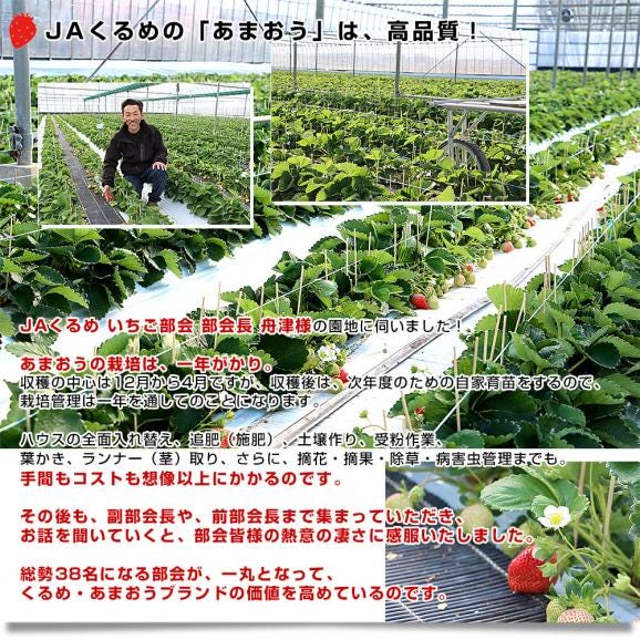 福岡県より産地直送 JAくるめ あまおうG 1キロ以上 約1080g（270g×4入り）計24粒から48粒 送料無料 苺 いちご あまおう イチゴ ストロベリー from九州05