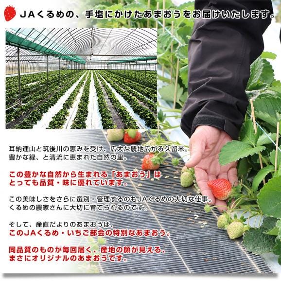 福岡県より産地直送 JAくるめ あまおうG 1キロ以上 約1080g（270g×4入り）計24粒から48粒 送料無料 苺 いちご あまおう イチゴ ストロベリー from九州06