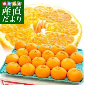 香川県より産地直送 JA香川県 はるみ Mから3L ちょっと訳あり 5キロ(12から28玉前後) 柑橘 オレンジ ハルミ