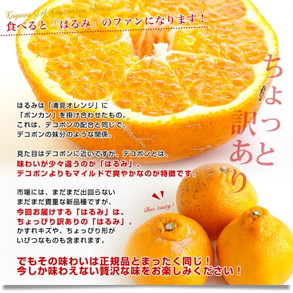 香川県より産地直送 JA香川県 はるみ Mから3L ちょっと訳あり 5キロ(12から28玉前後) 柑橘 オレンジ ハルミ04