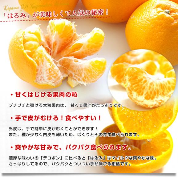 香川県より産地直送 JA香川県 はるみ Mから3L ちょっと訳あり 5キロ(12から28玉前後) 柑橘 オレンジ ハルミ05