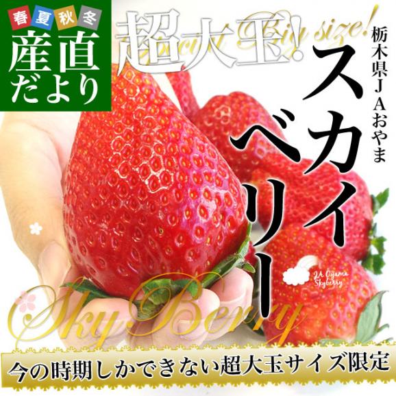 栃木県より産地直送 JAおやま スカイベリー 超大粒 280g×2P (5粒から６粒×2P) いちご イチゴ ※クール便02