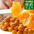 長崎県より産地直送 JA長崎せいひ 津之輝(つのかがやき) 3LからLサイズ 優品 5キロ (30玉から48玉) 送料無料 柑橘 オレンジ 津の輝 西彼 伊木力 大西海