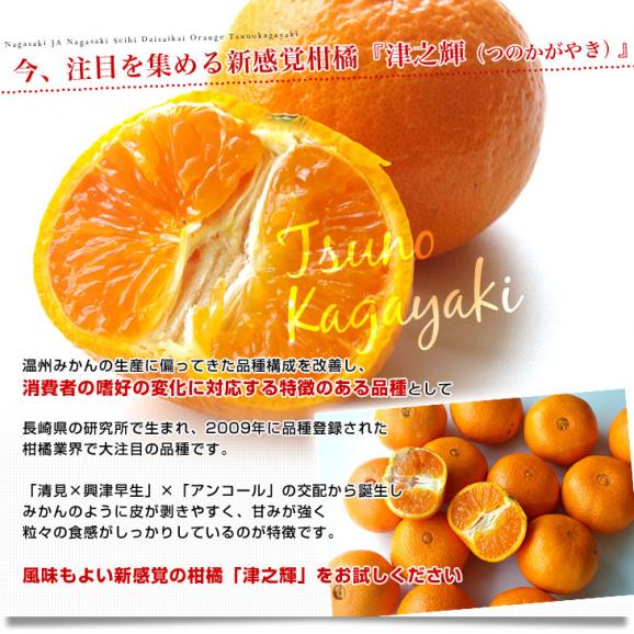 長崎県より産地直送 JA長崎せいひ 津之輝(つのかがやき) 3LからLサイズ 優品 5キロ (30玉から48玉) 送料無料 柑橘 オレンジ 津の輝 西彼 伊木力 大西海04