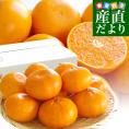 長崎県より産地直送 JA長崎せいひ 麗紅 (れいこう) 3LからLサイズ 優品以上 2.5キロ (10玉から15玉) 送料無料 柑橘 オレンジ れいこうかん 麗紅柑 西彼 伊木力 大西海