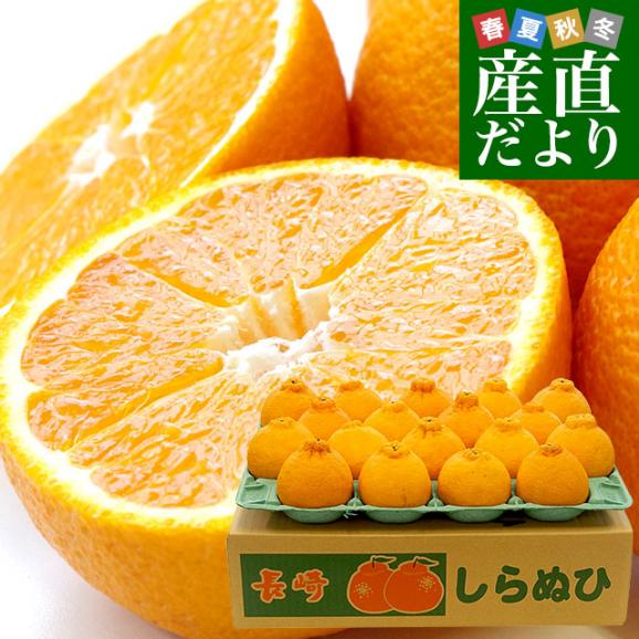 送料無料の商品 長崎県より産地直送 JA長崎せいひ 4L 優品 (しらぬひ) 不知火 果物
