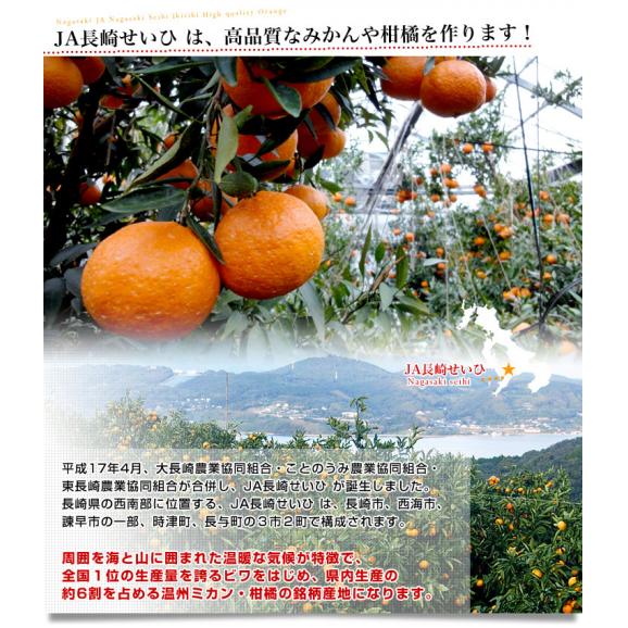 最新最全の 長崎県より産地直送 JA長崎せいひ 不知火 (しらぬひ) 優品 4L 果物