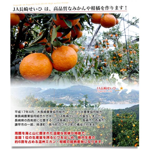 長崎県より産地直送 JA長崎せいひ 不知火 (しらぬひ) 優品 4ＬからＬサイズ 5キロ (15玉から24玉) 送料無料 柑橘 かんきつ06