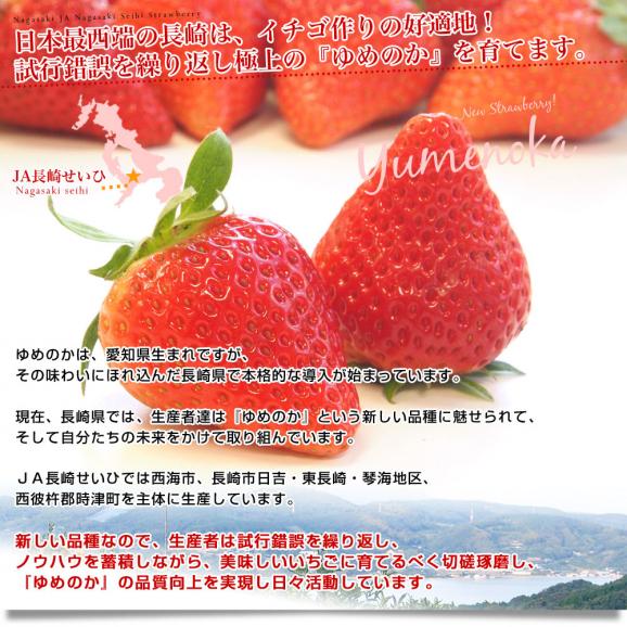 長崎県より産地直送 JA長崎せいひ 期待の新品種いちご ゆめのか 1箱 約500g (250g×2パック 入り) 合計18粒から30粒入り 送料無料　苺 イチゴ05