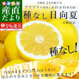 宮崎県より産地直送 JA宮崎中央 種なし日向夏 2.5キロ化粧箱 ２LからLサイズ(12から13玉前後) 送料無料 柑橘みかん 小夏 ひゅうがなつ