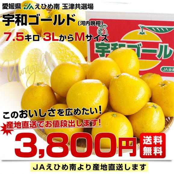 愛媛県より産地直送 JAえひめ南 玉津共選場 宇和ゴールド 優品 3LからMサイズ 7.5キロ (15玉から24玉) 送料無料 柑橘 オレンジ 河内晩柑 宇和島 吉田町03