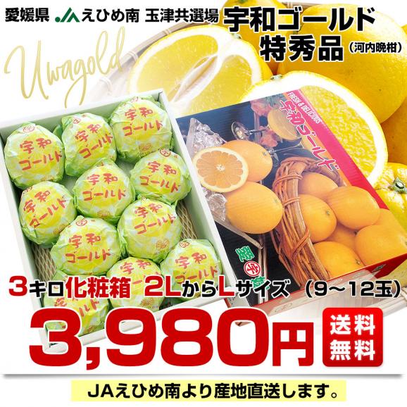 愛媛県より産地直送 JAえひめ南 玉津共選場 宇和ゴールド 特秀品 2LからLサイズ ３キロ化粧箱 (9玉から12玉) 送料無料 柑橘 オレンジ 河内晩柑 宇和島 吉田町03