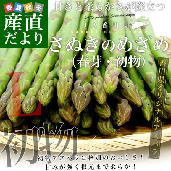 香川県より産地直送 JA香川県 初物アスパラ さぬきのめざめ (春芽・初物) Lサイズ 約700g (25から40本前後) 送料無料  丸亀市他 アスパラガス02