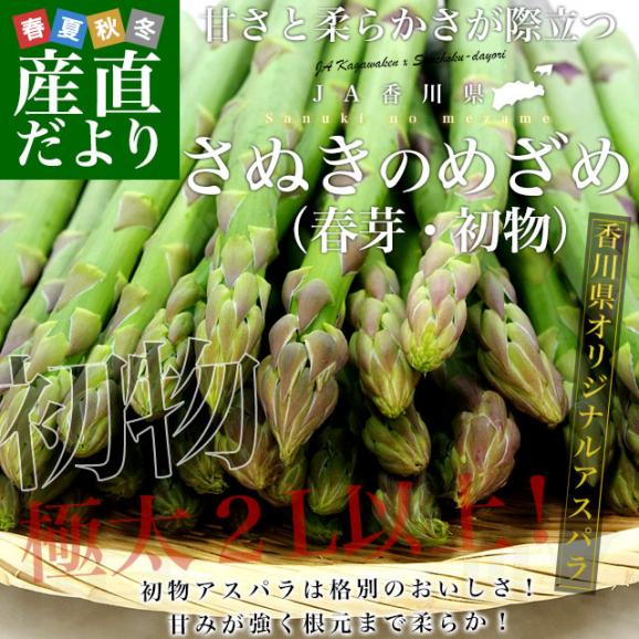 香川県より産地直送 JA香川県 初物アスパラ さぬきのめざめ (春芽・初物) 2Lサイズ以上 約700g (14から25本前後) 送料無料 丸亀市他 アスパラガス02