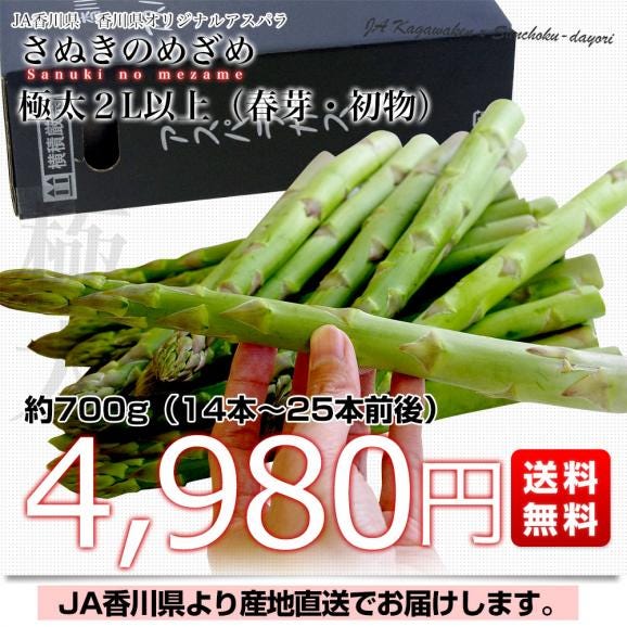 香川県より産地直送 JA香川県 初物アスパラ さぬきのめざめ (春芽・初物) 2Lサイズ以上 約700g (14から25本前後) 送料無料 丸亀市他 アスパラガス03