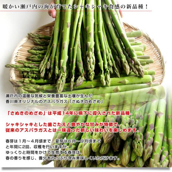 香川県より産地直送　JA香川県　訳ありアスパラ さぬきのめざめ 大小込　約1キロ　送料無料　丸亀市他05