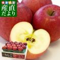 青森県より産地直送 JA津軽みらい サンふじ CA貯蔵 秀A 5キロ (16玉から18玉前後) 送料無料 林檎 りんご