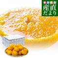 愛媛県 JAにしうわ デコポン 秀品  約2.5キロ 3LからLサイズ（9玉から12玉）でこぽん 柑橘 オレンジ 西宇和 八幡浜