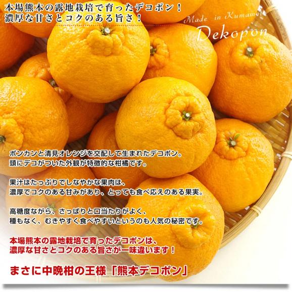 送料無料　熊本県産　JA熊本果実連　露地栽培デコポン　２LからLサイズ　5キロ　（20から24玉）柑橘　オレンジ　市場スポット04