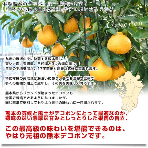 送料無料　熊本県産　JA熊本果実連　露地栽培デコポン　２LからLサイズ　5キロ　（20から24玉）柑橘　オレンジ　市場スポット06