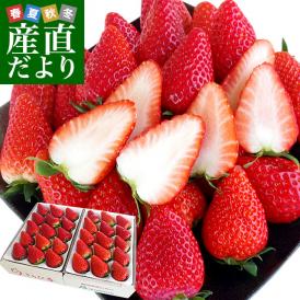 静岡県より産地直送 JA伊豆の国 プレミアムいちご きらぴ香 超大粒タイプ 約900g(9粒から15粒入り×2P) 送料無料 苺 いちご イチゴ 