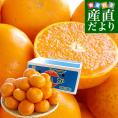 愛媛県産 JAにしうわ 訳ありせとか 5キロ 3LからMサイズ(16玉から30玉前後) 送料無料 市場スポット セトカ 西宇和