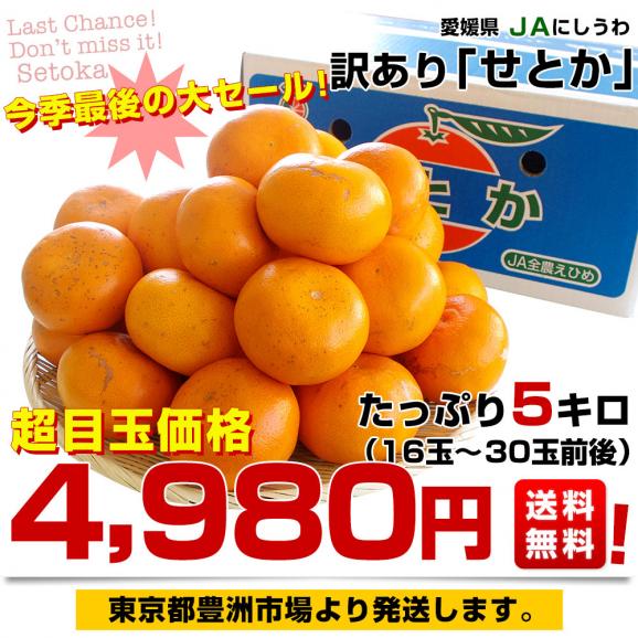 愛媛県産 JAにしうわ 訳ありせとか 5キロ 3LからMサイズ(16玉から30玉前後) 送料無料 市場スポット セトカ 西宇和03