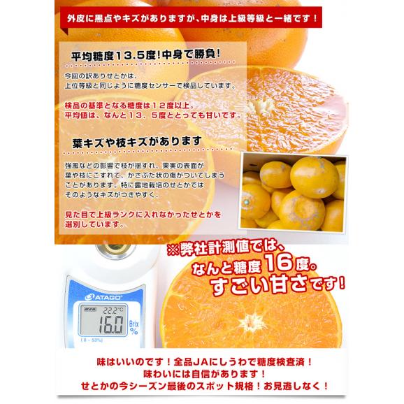 愛媛県産 JAにしうわ 訳ありせとか 5キロ 3LからMサイズ(16玉から30玉前後) 送料無料 市場スポット セトカ 西宇和04