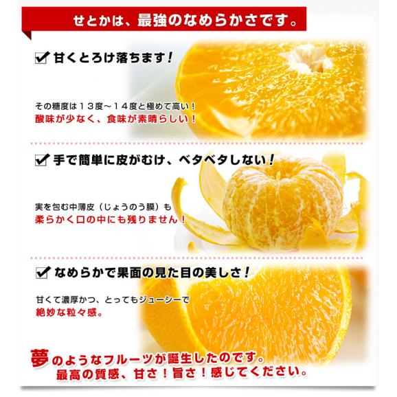 愛媛県産 JAにしうわ 訳ありせとか 5キロ 3LからMサイズ(16玉から30玉前後) 送料無料 市場スポット セトカ 西宇和05