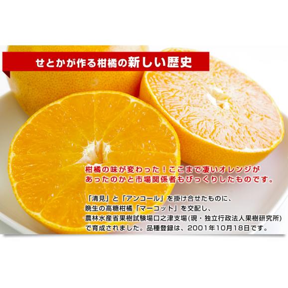 愛媛県産 JAにしうわ 訳ありせとか 5キロ 3LからMサイズ(16玉から30玉前後) 送料無料 市場スポット セトカ 西宇和06