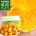 送料無料 和歌山県より産地直送 JAありだマルス共選 カラマンダリン 2LからMサイズ 優品 5キロ