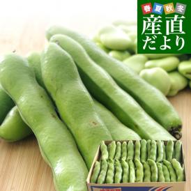 産地直送で旬の味わいをお届けします！極上のそら豆をお召し上がりください