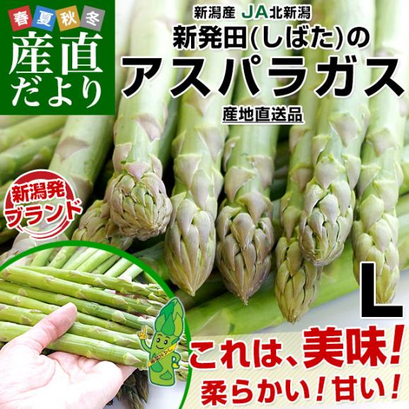 新潟県より産地直送 JA北新潟 新発田の極太グリーンアスパラ L 約1キロ 送料無料02