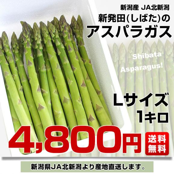新潟県より産地直送 JA北新潟 新発田の極太グリーンアスパラ L 約1キロ 送料無料03