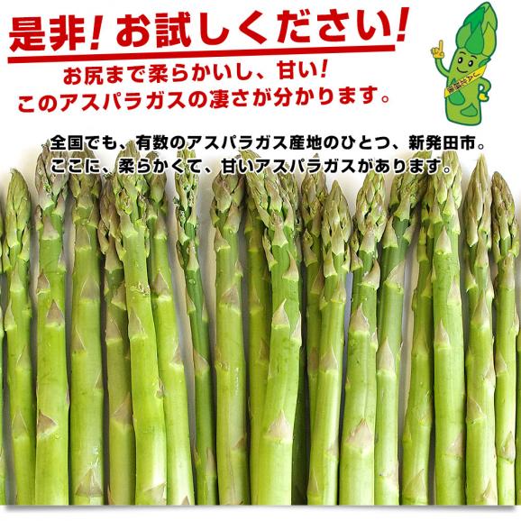 新潟県より産地直送 JA北新潟 新発田の極太グリーンアスパラ L 約1キロ 送料無料04