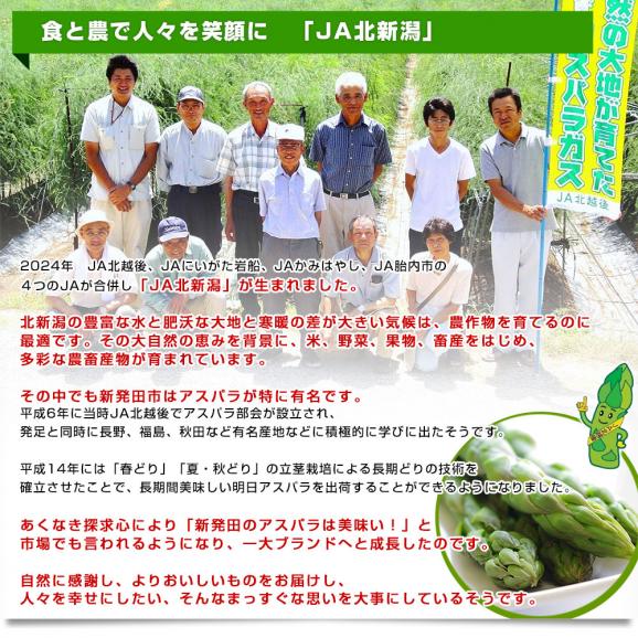 新潟県より産地直送 JA北新潟 新発田の極太グリーンアスパラ L 約1キロ 送料無料05
