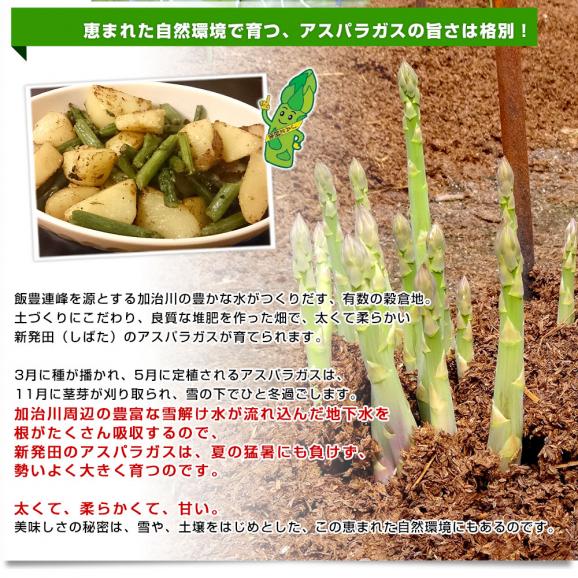 新潟県より産地直送 JA北新潟 新発田の極太グリーンアスパラ L 約1キロ 送料無料06