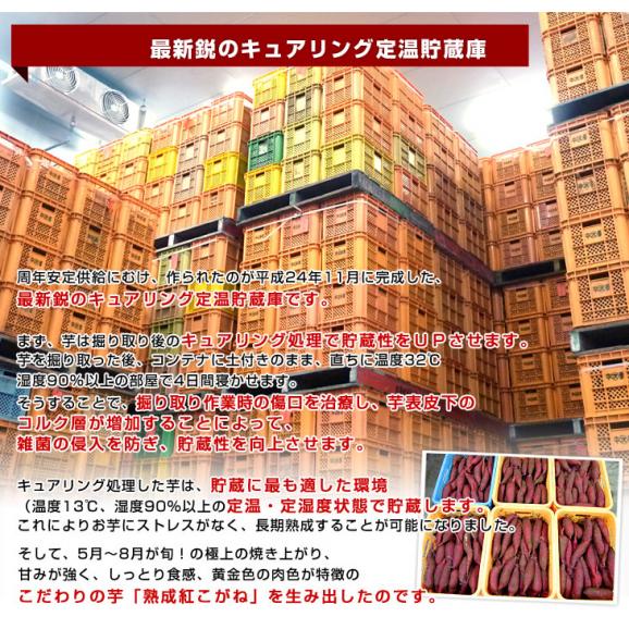茨城県より産地直送 JAなめがたしおさい さつまいも「熟成紅こがね」 SからSSサイズ 約1キロ（5本から10本）3箱セット 送料無料 行方 薩摩芋05