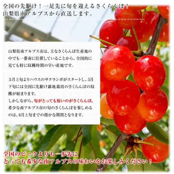 山梨県より産地直送 JA南アルプス市 さくらんぼ「高砂（たかさご）」秀品 1キロ 送料無料04