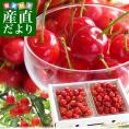  山形県より産地直送 山形県寒河江産さくらんぼ 紅秀峰 特秀品 約800g(400g×2) 特大3Lサイズ以上 お中元ギフト べにしゅうほう ※クール便