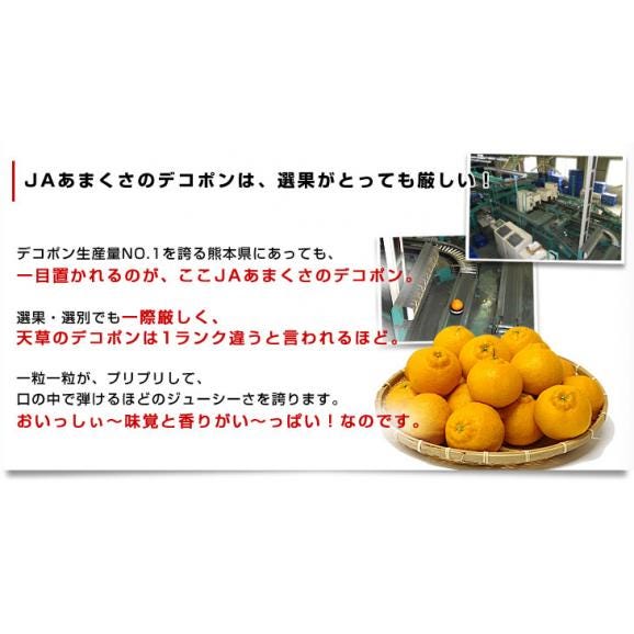 送料無料　熊本県から産地直送　JAあまくさ　貯蔵デコポン　2LからL　5キロ（20玉から24玉） Pプラス鮮度保持袋入り05