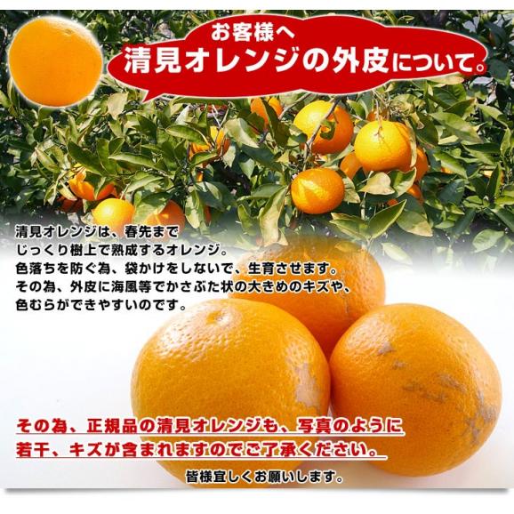 愛媛県より産地直送 JAにしうわ三崎共選 清見オレンジ 優品以上 2LからLサイズ 2.5キロ (12玉から15玉前後)  送料無料 柑橘 オレンジ 西宇和 きよみおれんじ 八幡浜 みさき06