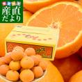 送料無料　JAありだAQ中央共選　カラマンダリン　秀品　3Lから2Lサイズ　4キロ（20から25玉前後）　柑橘　かんきつ　蜜柑　みかん　市場スポット
